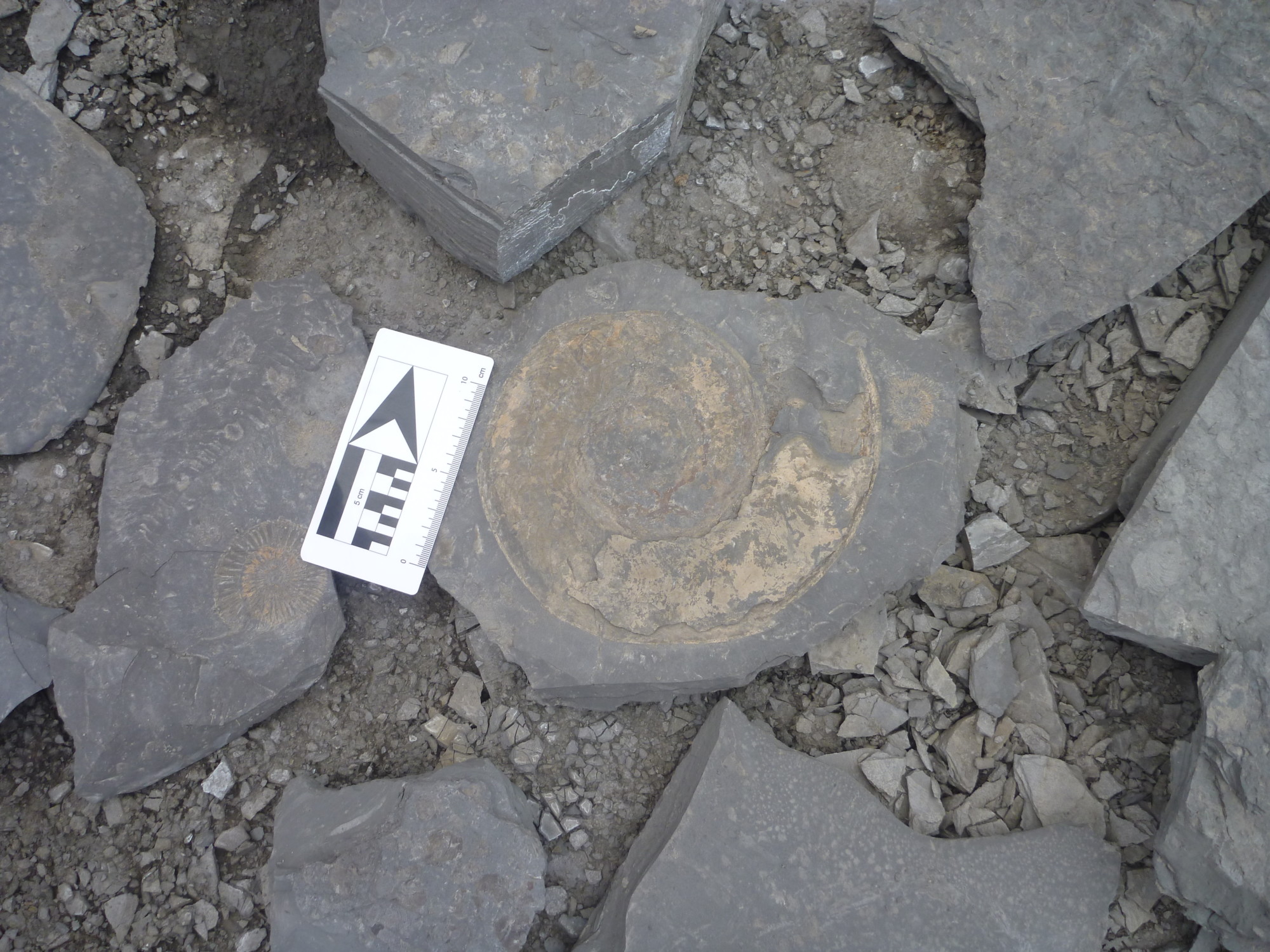 Ammonite in Oilshale