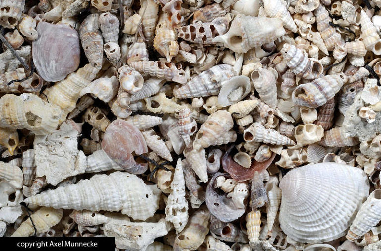 PhD Opportunity in Palaeobiology