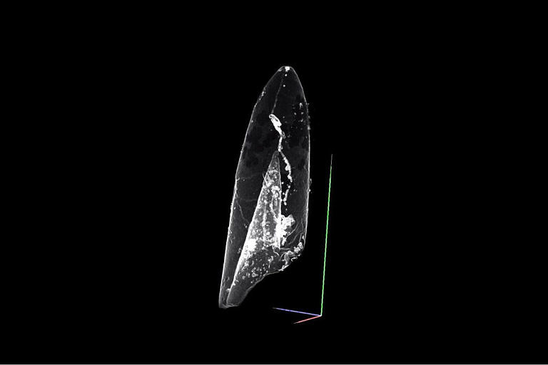 Toarcian belemnite accumulations investigation with the support of CT data