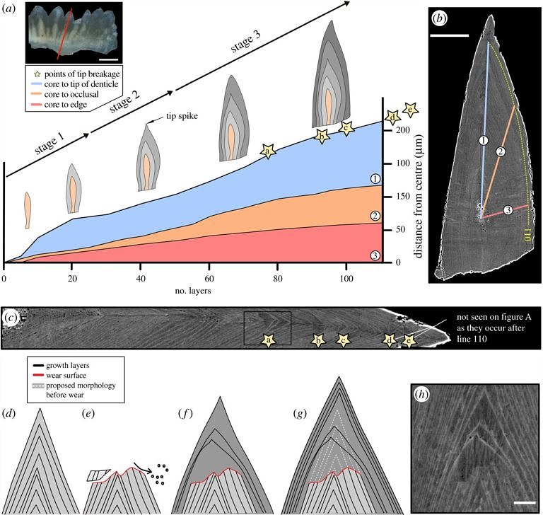 Wear, tear and systematic repair: testing models of growth dynamics in conodonts with high-resolution imaging