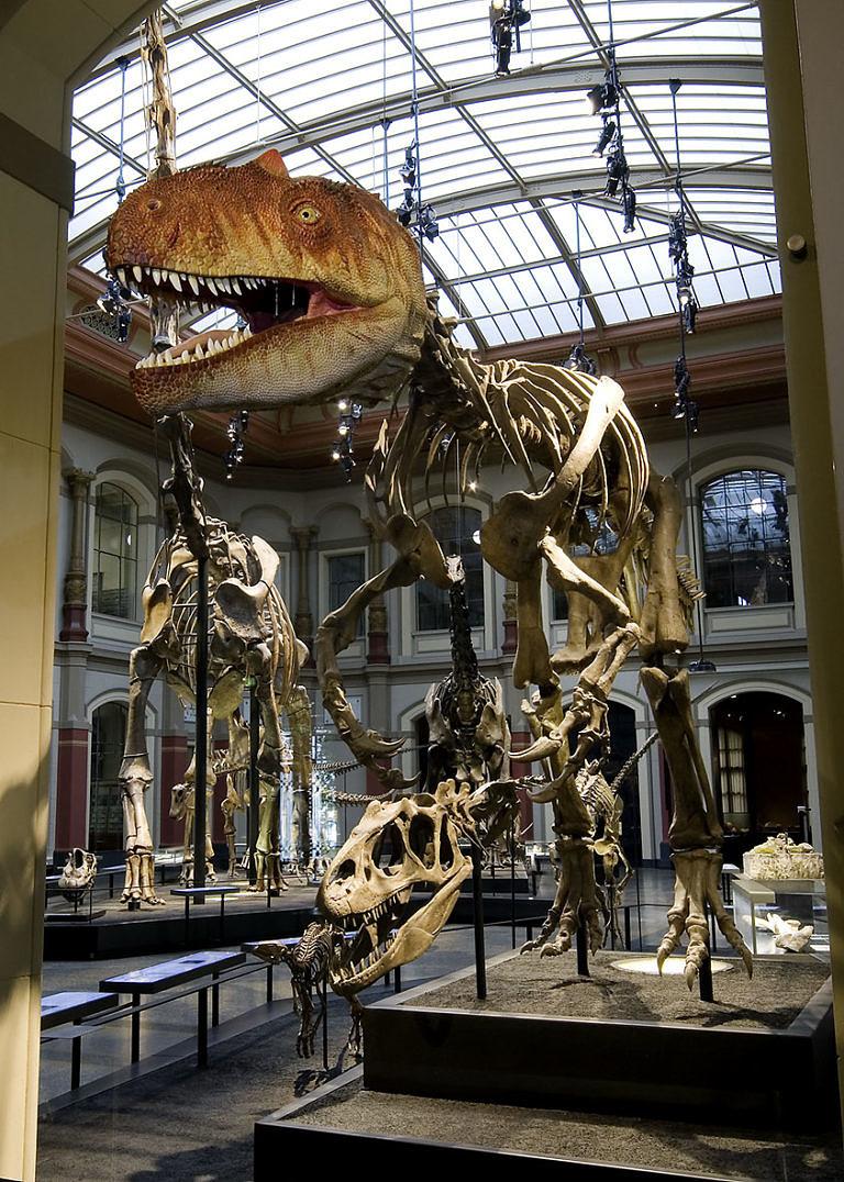 Lecture by Prof. Dr. Wolfgang Kiessling: “Dusting off palaeontology – new research in an old subject”, Monday 2 December, 6:30 p.m