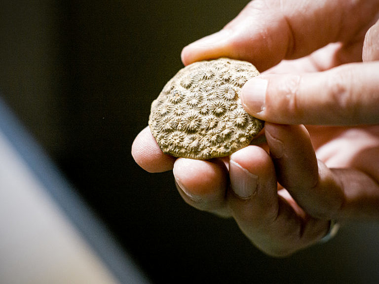 Paleontology is supported by the Volkswagen Foundation in the initiative “Weltwissen – Kleine Fächer”