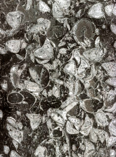 Brachiopod shell bed from the Silurian of Gotland