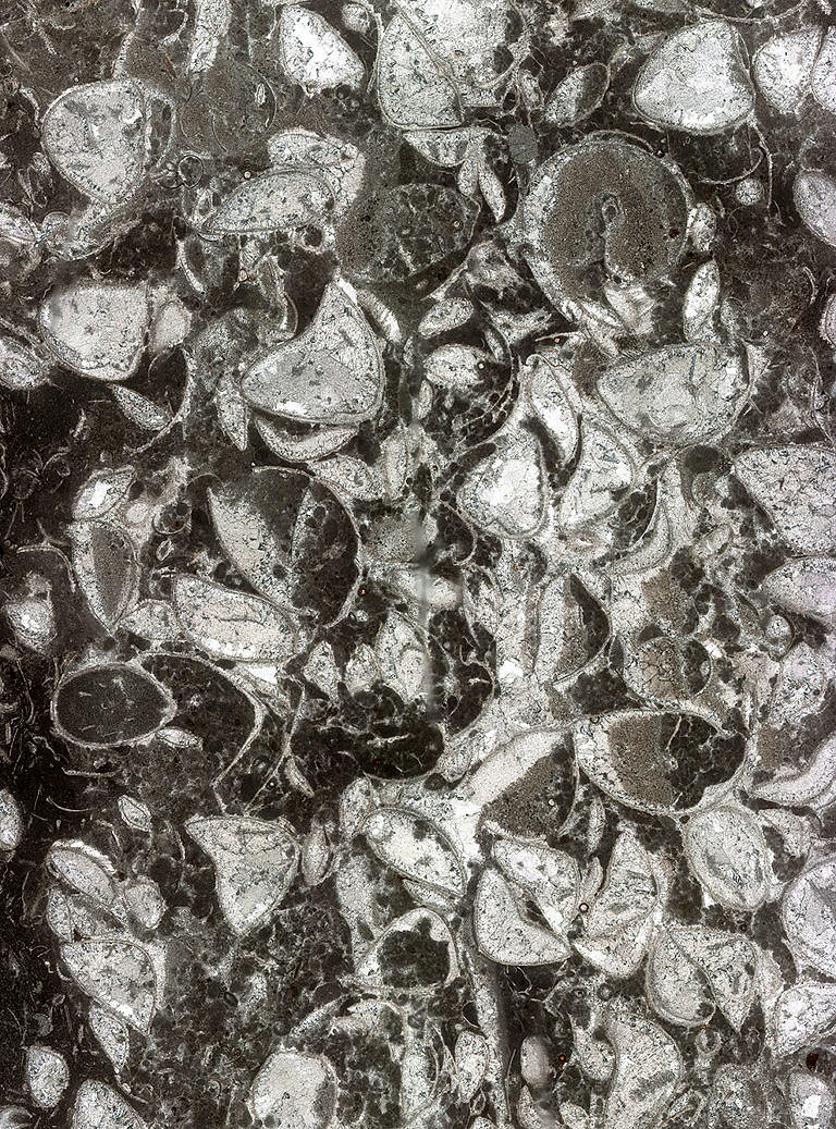 Effect of depositional rates on proxies in palaeoenvironmental reconstructions – new article by Jarochowska et al.