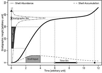 The transformations between time and stratigraphic height underlying the DAIME model. The age model or sediment accumulation history (thick black line) connects stratigraphic heights with their time of deposition. A specimen deposited in the sediment at time 11.5 (filled circle) will thus be located at a stratigraphic height of 43 (filled triangle). When the location of a specimen is constrained by a stratigraphic bin, its time of deposition is constrained by the corresponding time bin obtained by transforming the endpoints of the stratigraphic bin (empty triangles) into time (empty circles). Accordingly any shell input in the sediment during a time bin (light gray area) is proportional to the shell content in the corresponding stratigraphic bin (dark gray area). This can be used to transform shell accumulation rates in time (dashed line) into shell abundance per stratigraphic height (dash-dotted line) and vice versa.