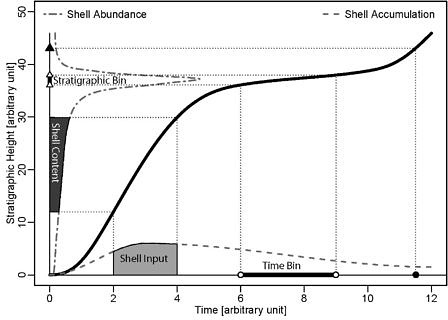 The transformations between time and stratigraphic height underlying the DAIME model. The age model or sediment accumulation history (thick black line) connects stratigraphic heights with their time of deposition. A specimen deposited in the sediment at time 11.5 (filled circle) will thus be located at a stratigraphic height of 43 (filled triangle). When the location of a specimen is constrained by a stratigraphic bin, its time of deposition is constrained by the corresponding time bin obtained by transforming the endpoints of the stratigraphic bin (empty triangles) into time (empty circles). Accordingly any shell input in the sediment during a time bin (light gray area) is proportional to the shell content in the corresponding stratigraphic bin (dark gray area). This can be used to transform shell accumulation rates in time (dashed line) into shell abundance per stratigraphic height (dash-dotted line) and vice versa.
