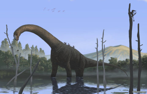 Towards entry "Revision of Patagosaurus"