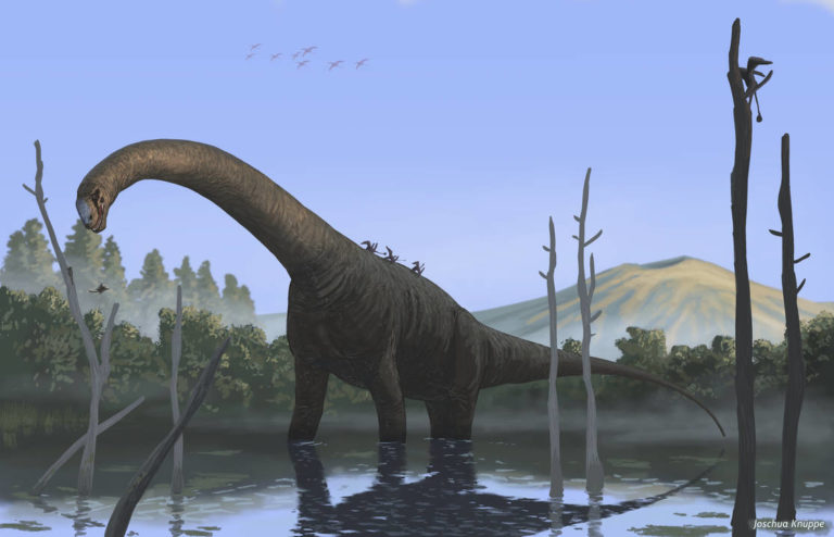 Revision of Patagosaurus