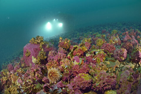 Towards entry "Ecosystem engineers under pressure – a new publication in the Global Change Biology"