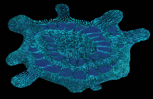 Rendering des Gehäusehohlraums der Foraminifere Calcarina