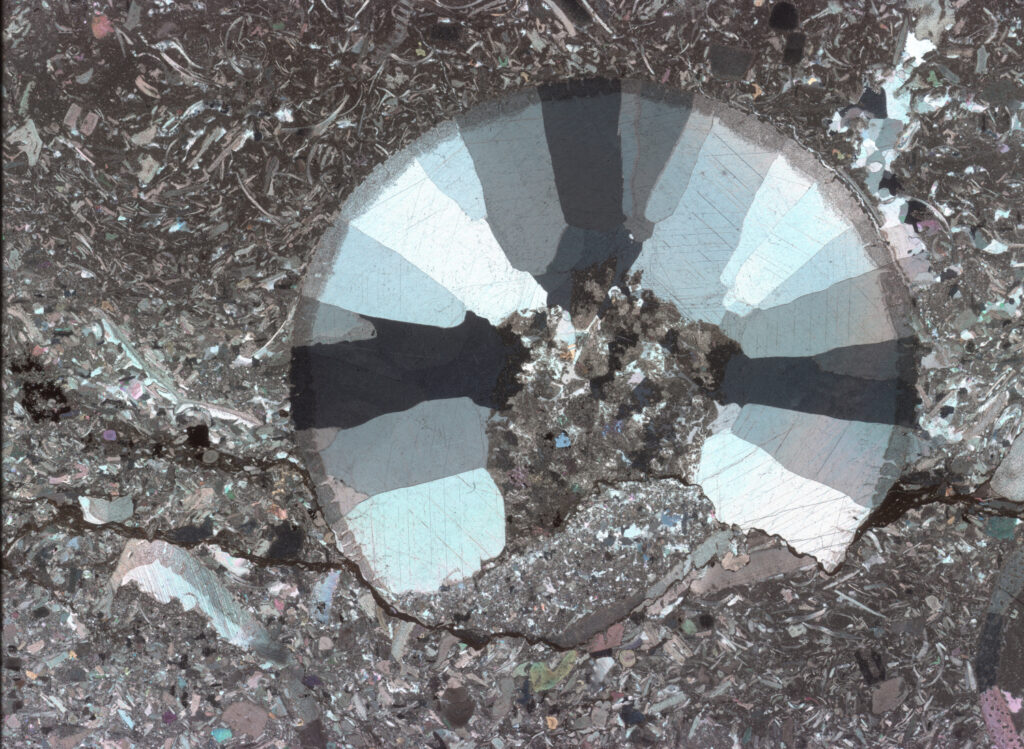 Crinoid thin section