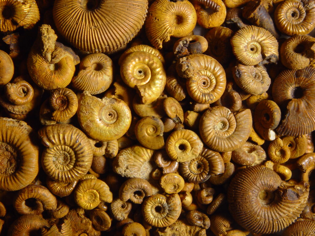 "Goldschnecken" aus dem fränkischen Ornatenton