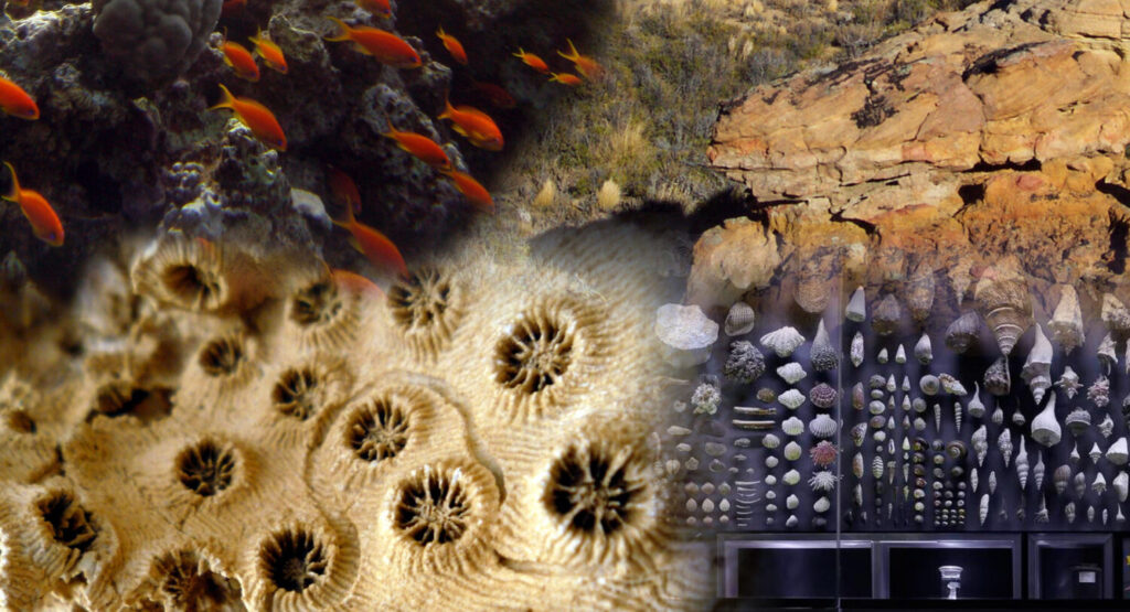 Dynamics of Biodiversity