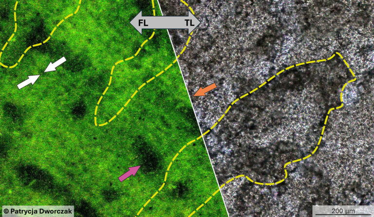 Palaeozoic stromatopores were much more porous than previously thought
