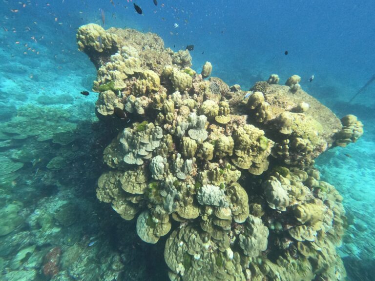 Recent Research on the Impacts of Climate Change on Marine Ecosystems