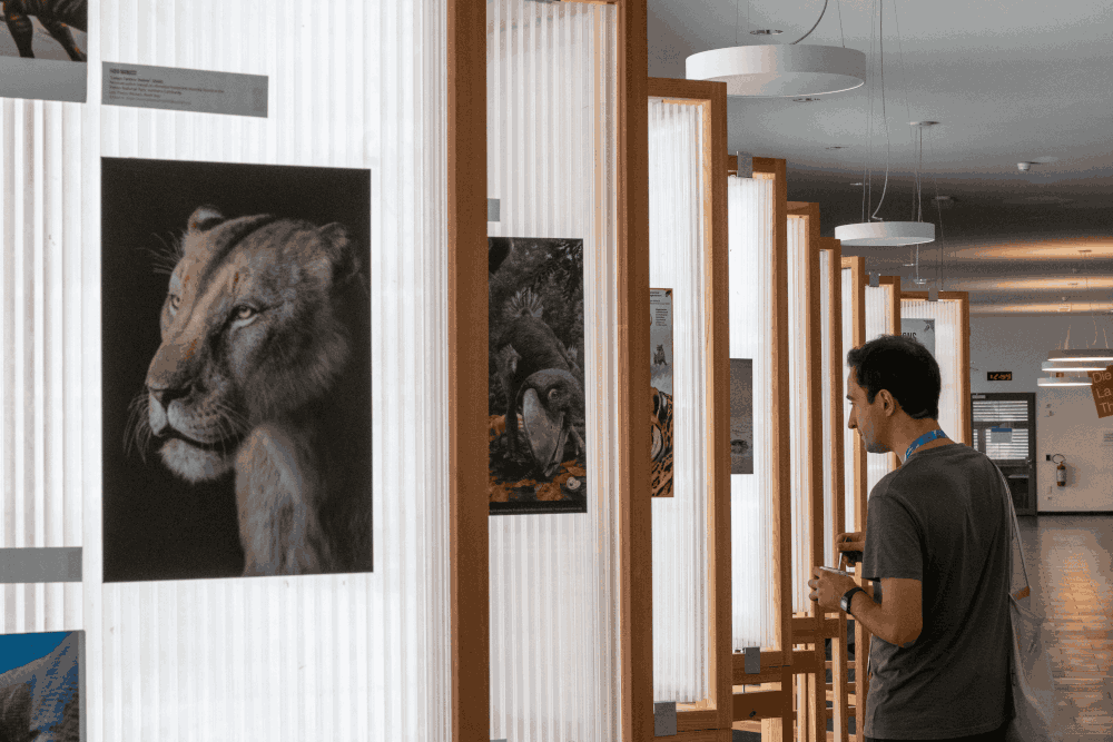 Flur im Paleo4Alps, Universität Bozen, Kunstausstellung: Stände mit Zeichnungen und Bildern (Bild: Roberta Branz)